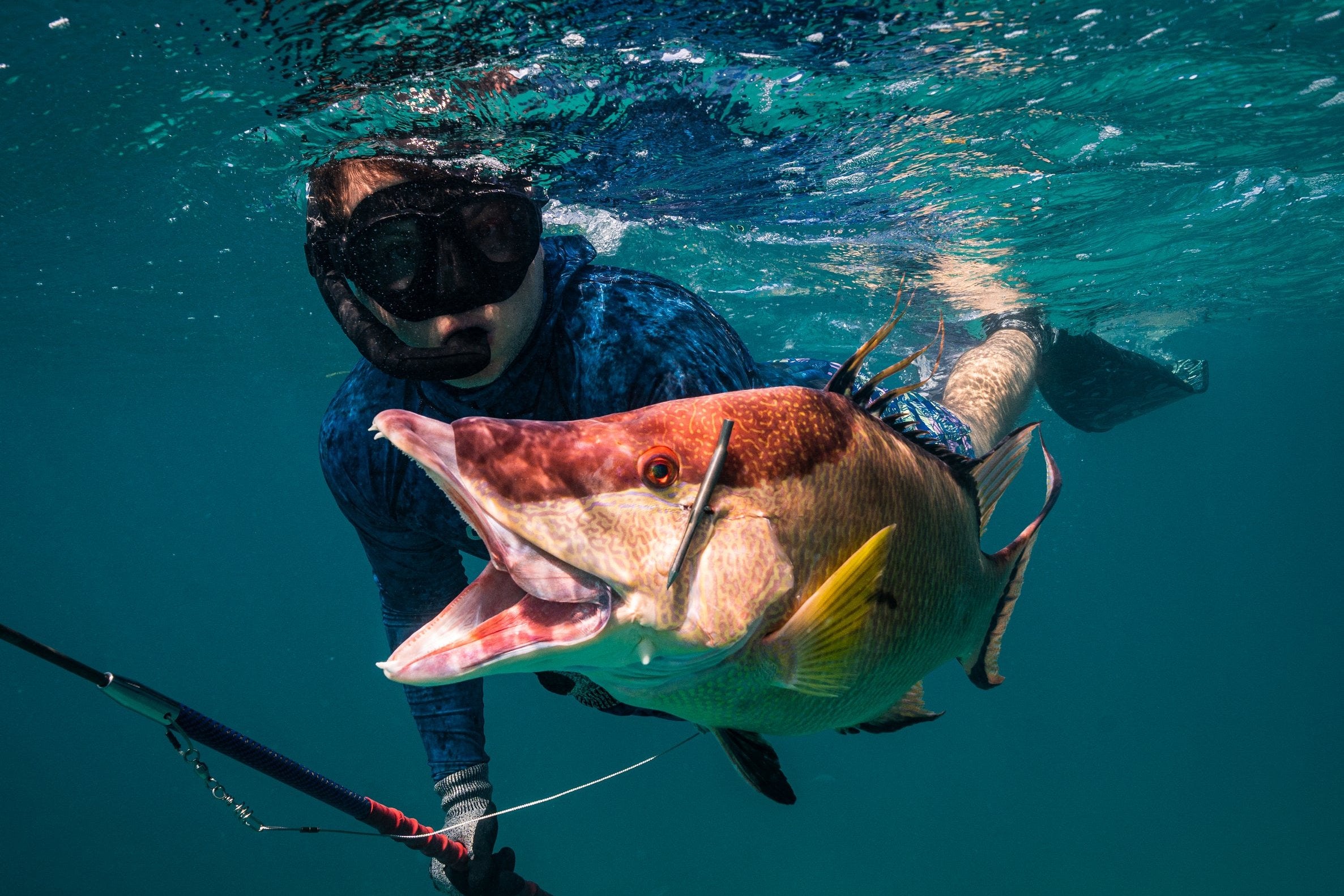 Freedive spearfisherman in blue camouflage wetsuit proudly holding a large Hogfish underwater, showcasing the successful catch with a polespear in hand. The clear blue water highlights the vibrant colors of the fish and the diver's gear, emphasizing the thrill of spearfishing.